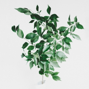 ����� �����