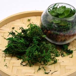 MOSS ��� �����