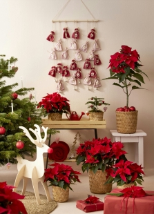 ������ ��� ���������